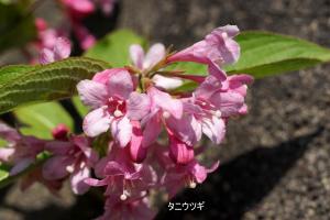 ピンク色のタニウツギの写真です