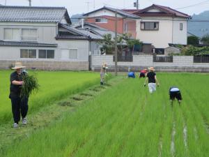 農業支援（田の草取り作業）
