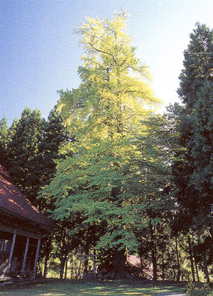 かぶちゅうの大胃腸