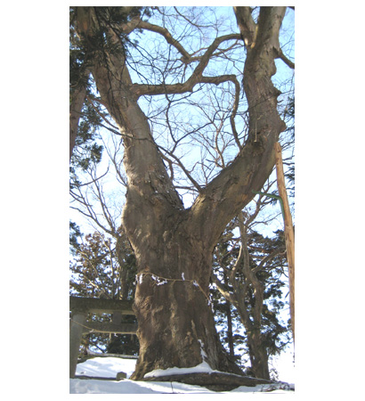 沢田稲荷の大ケヤキ