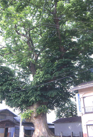 相田の大けやき