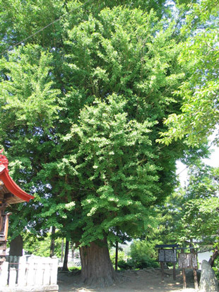 藤巻神社の乳イチョウ