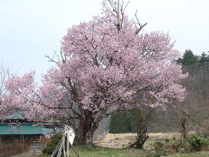五十嵐家稲荷様の桜