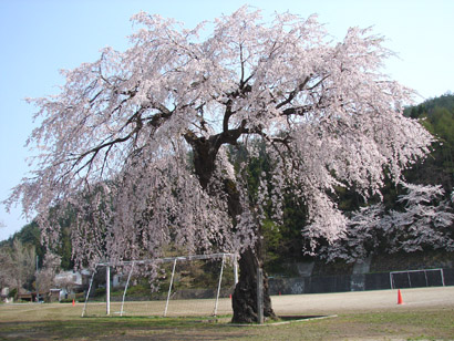 大戸中学校の勝多桜