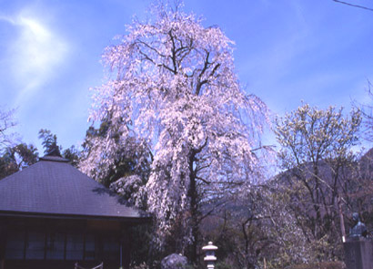 小谷・初瀬川家のシダレ桜