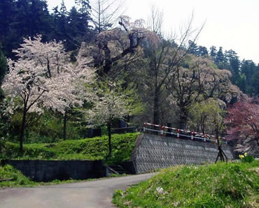安照寺のしだれ桜