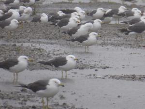 20140612　カモメの群れ