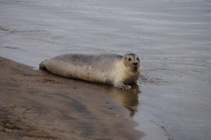 20141016　地蔵川に現れたアザラシ