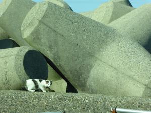 20141128　消波ブロックと猫