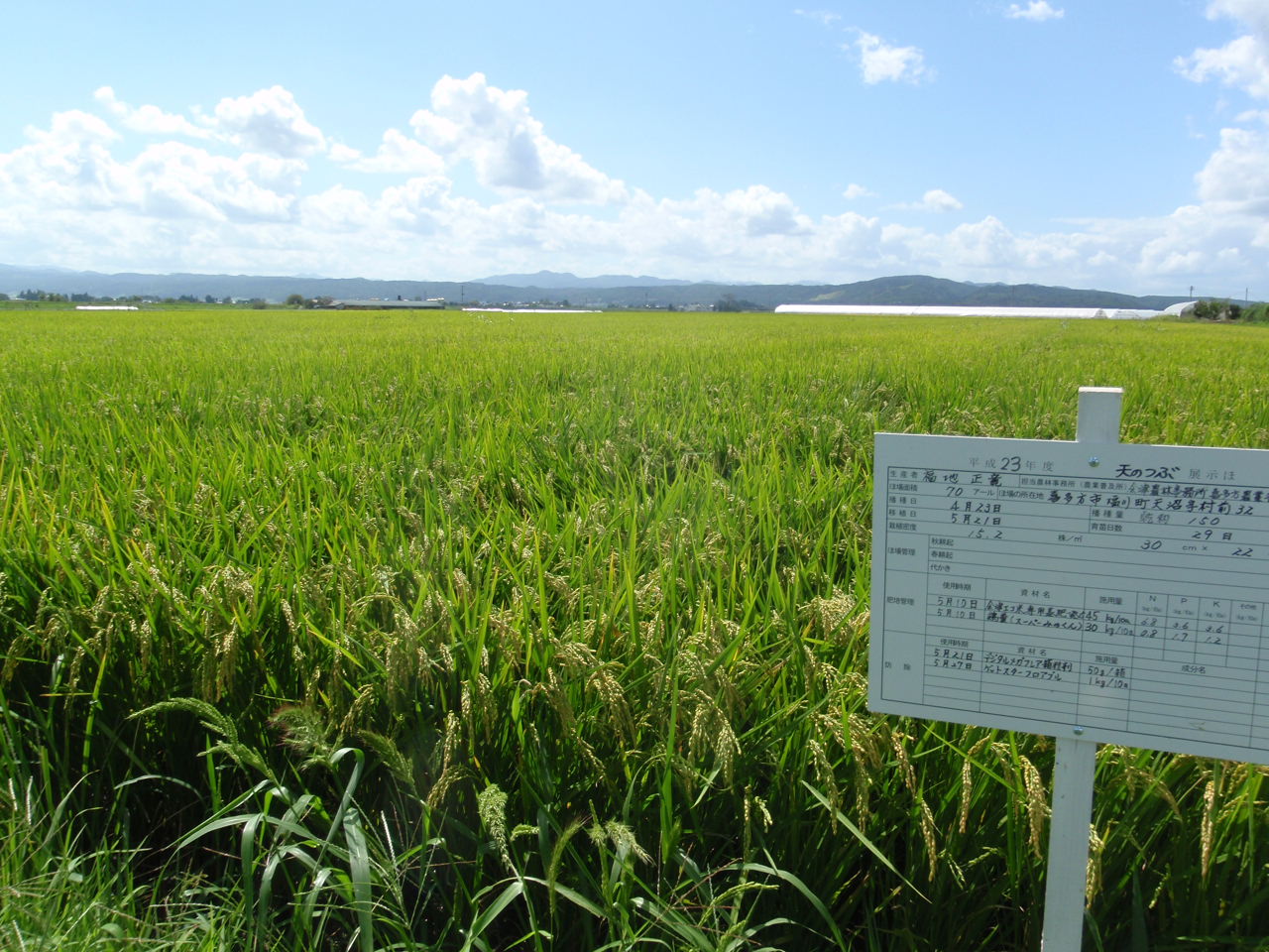 新奨励品種「天のつぶ」（H２３喜多方市）