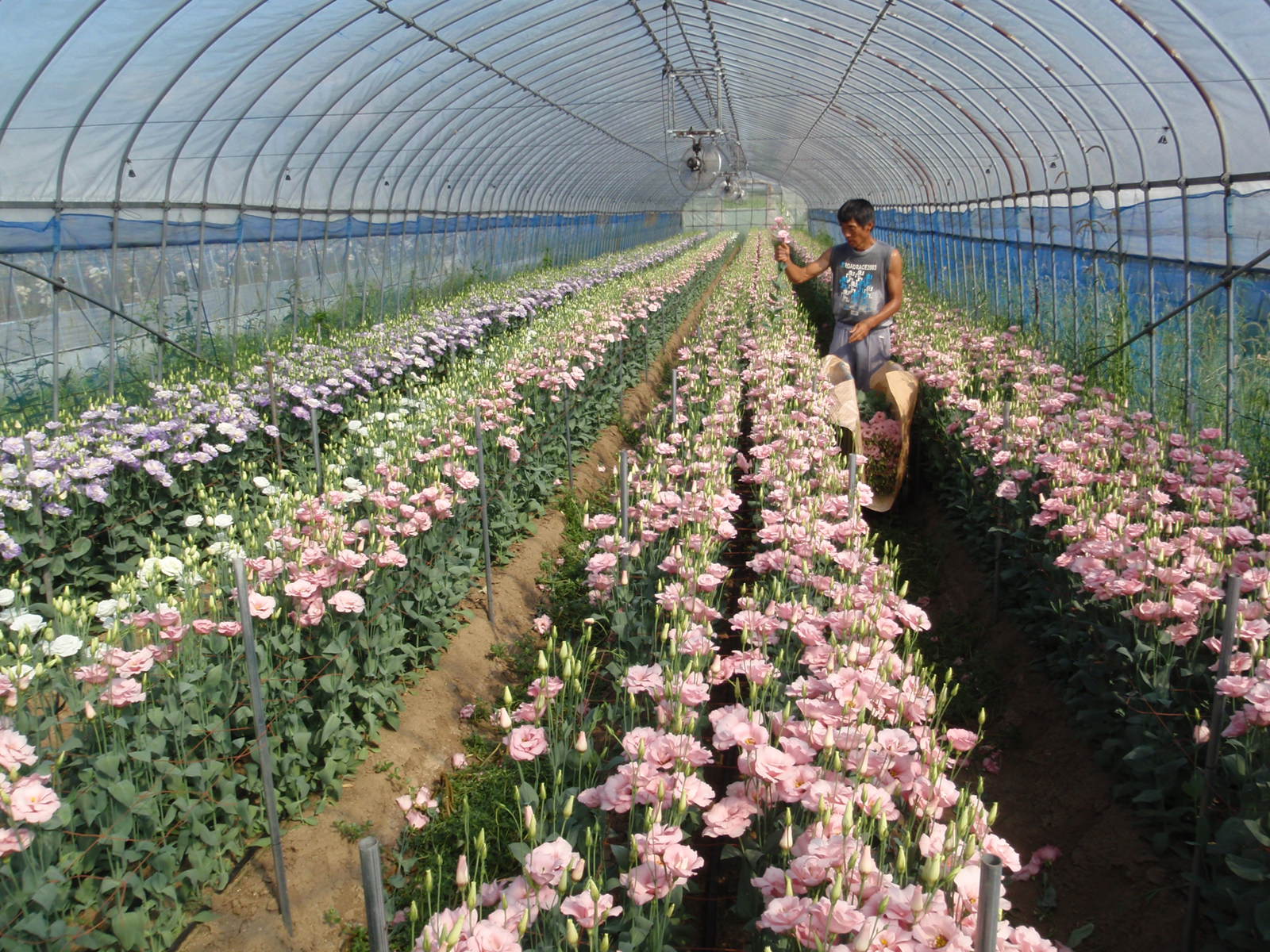 トルコギキョウ（H23喜多方市）