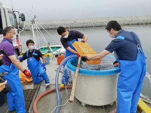 ホシガレイ稚魚放流