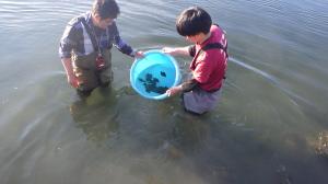 発信機付きホシガレイの放流の様子2