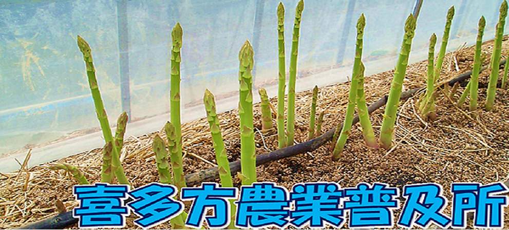 春のアスパラガス