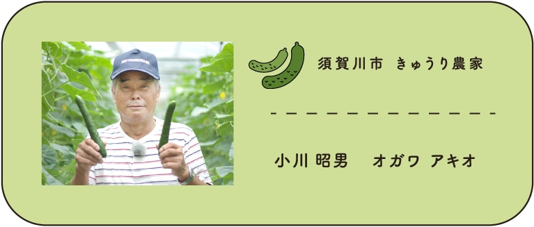 須賀川市　きゅうり農家　小川昭男