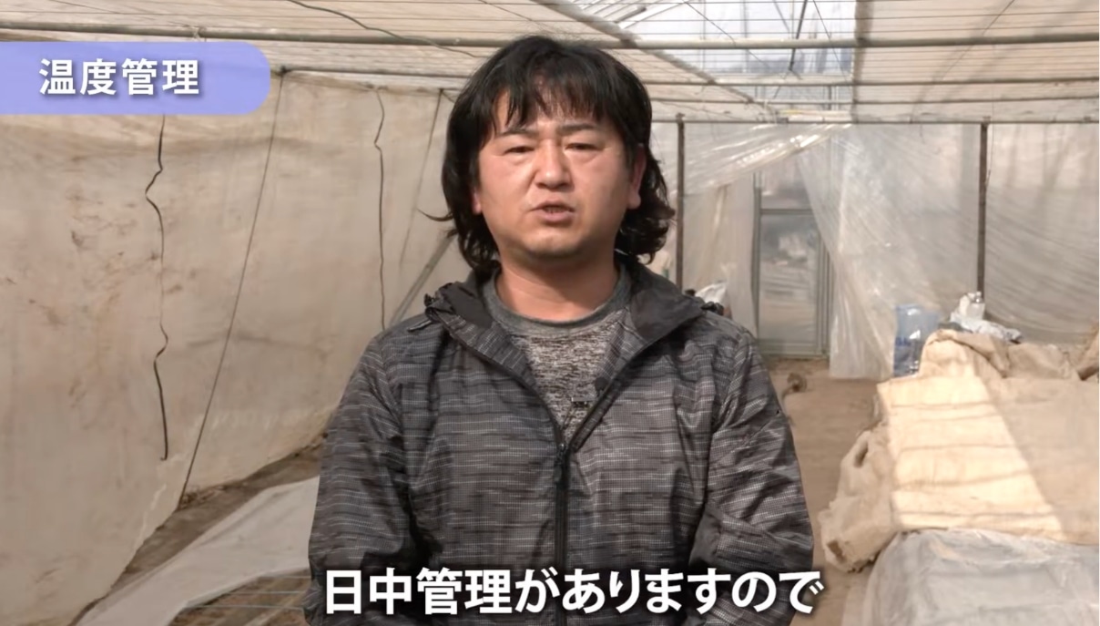 きゅうり【は種編】