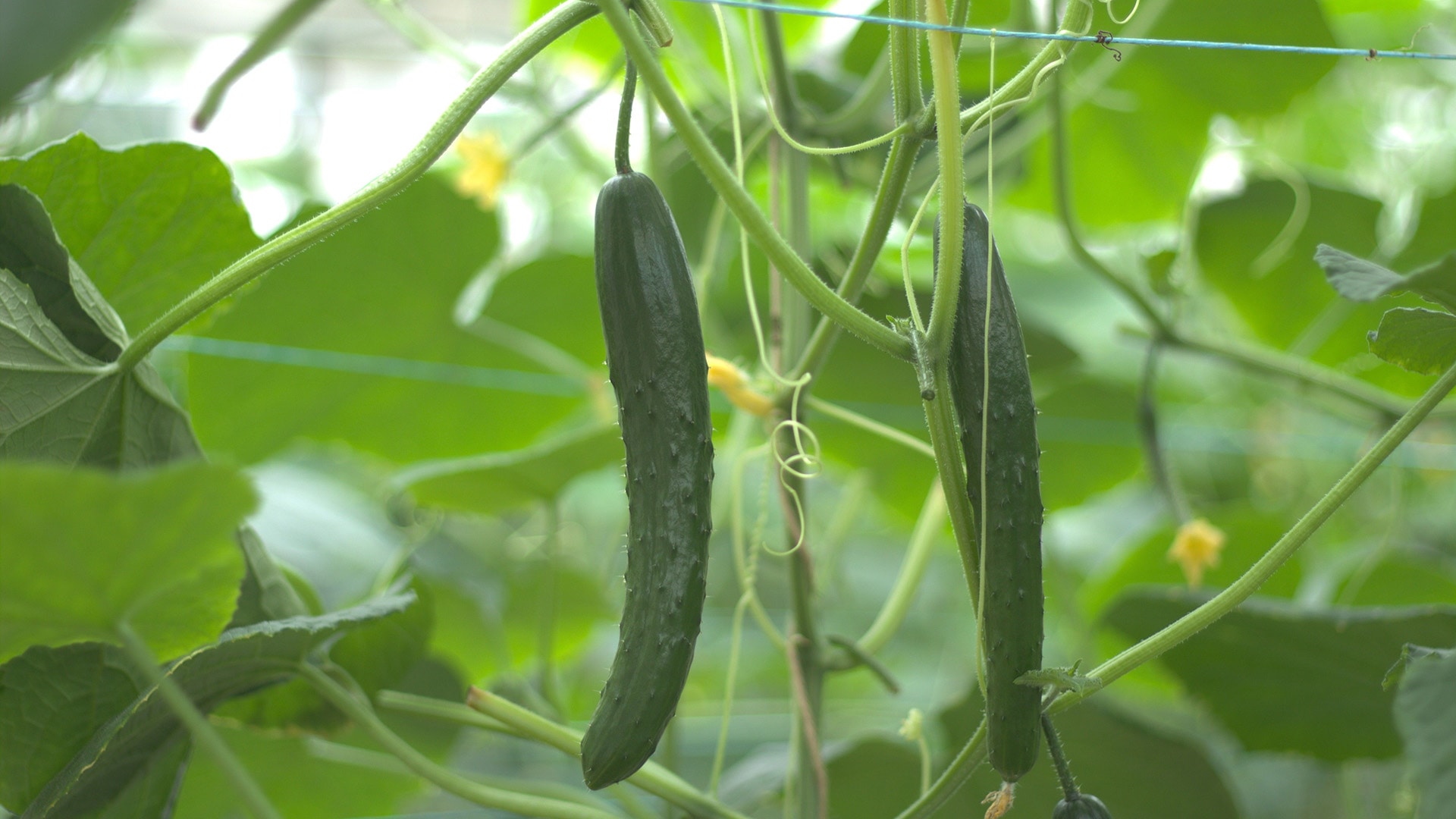 /w4/engeijin/ふくしま産きゅうり