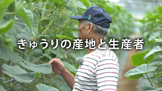 きゅうりの産地と生産者