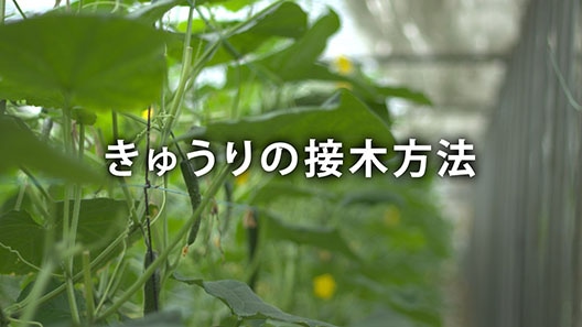 きゅうりの接木方法
