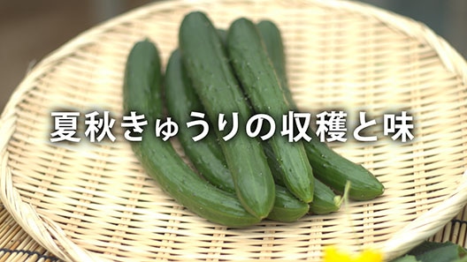 夏秋きゅうりの収穫と味