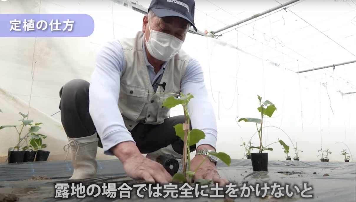 きゅうり【定植編】