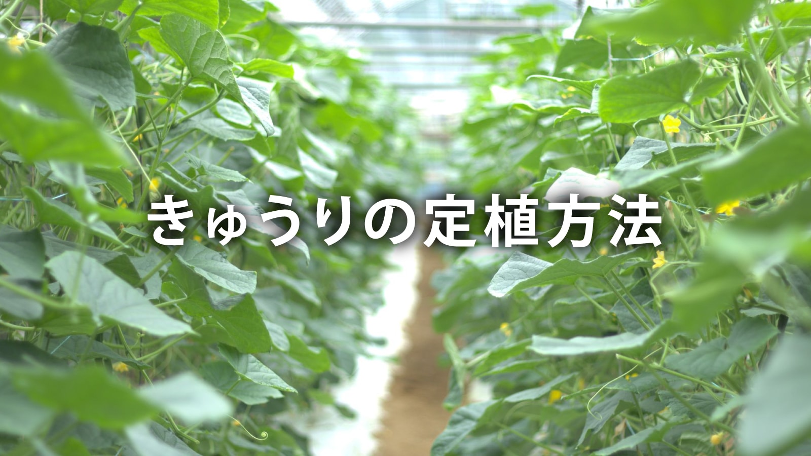 /w4/engeijin/ふくしま産きゅうり【定植編】