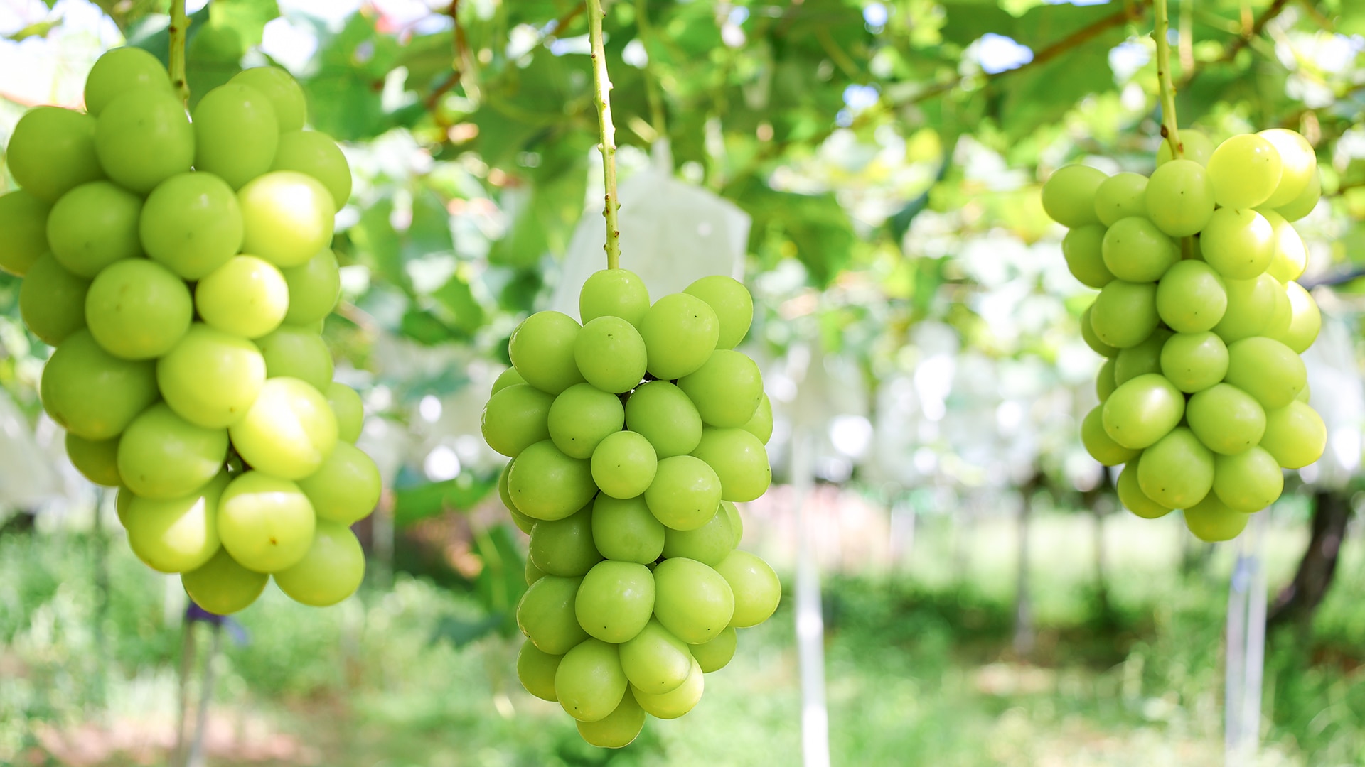 /w4/engeijin/ぶどう