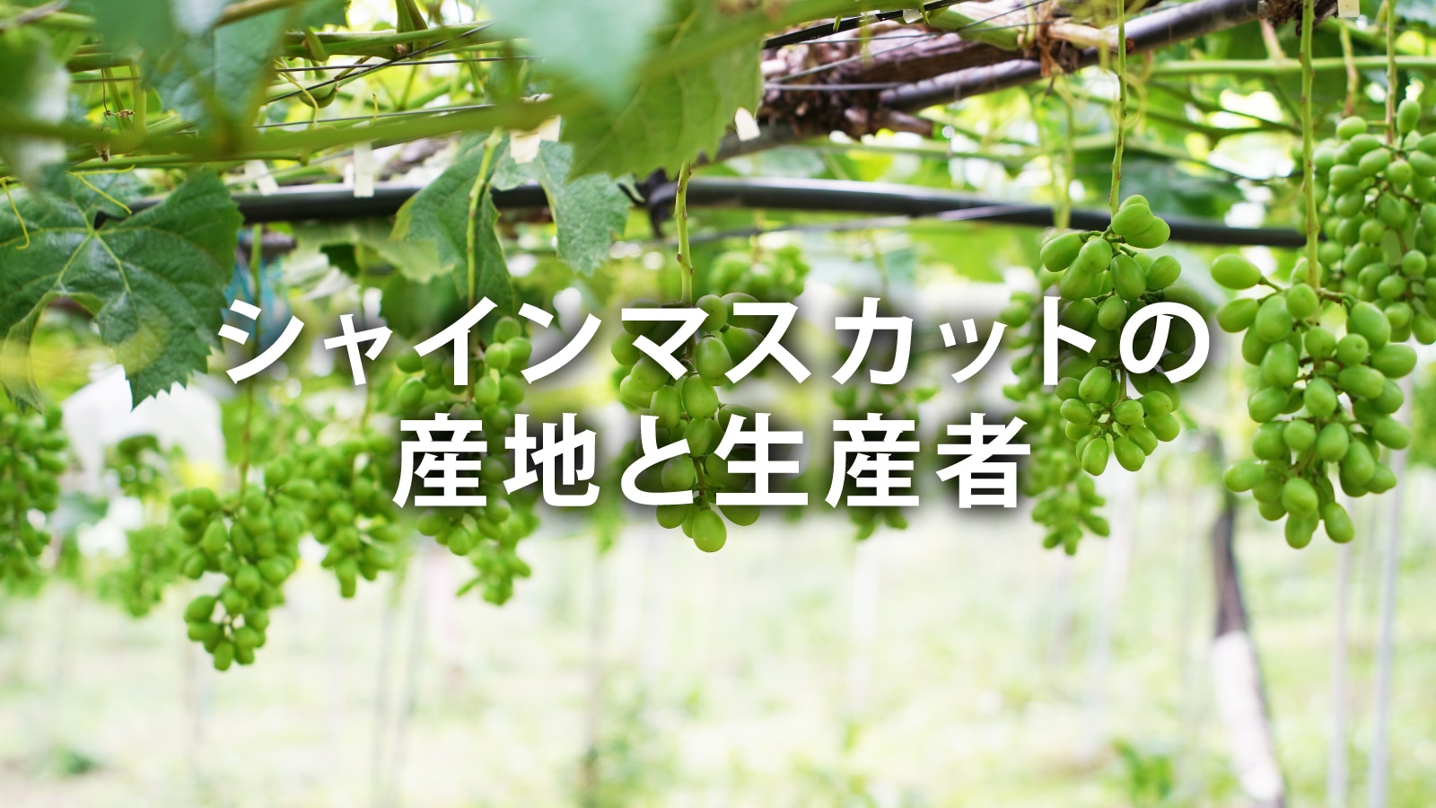 /w4/engeijin/シャインマスカットの産地と生産者