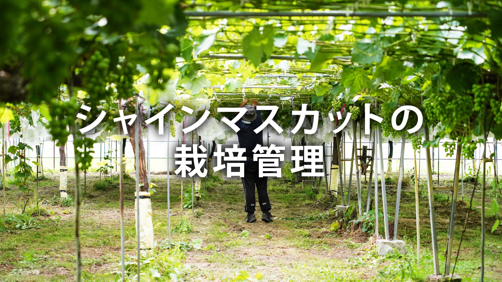 /w4/engeijin/シャインマスカットの栽培管理
