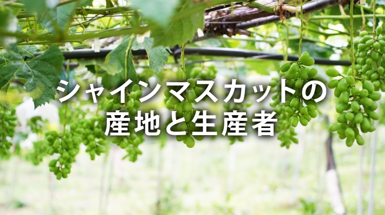 シャインマスカットの産地と生産者