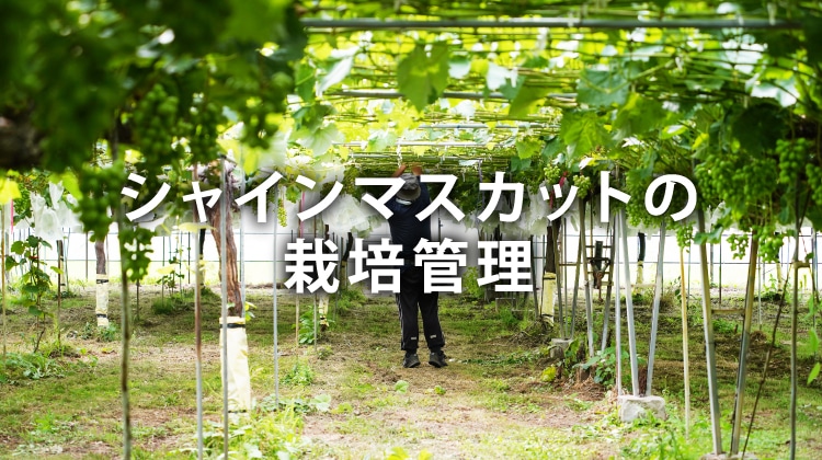 シャインマスカットの栽培管理