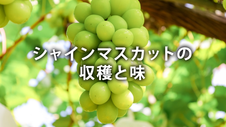 シャインマスカットの収穫と染色