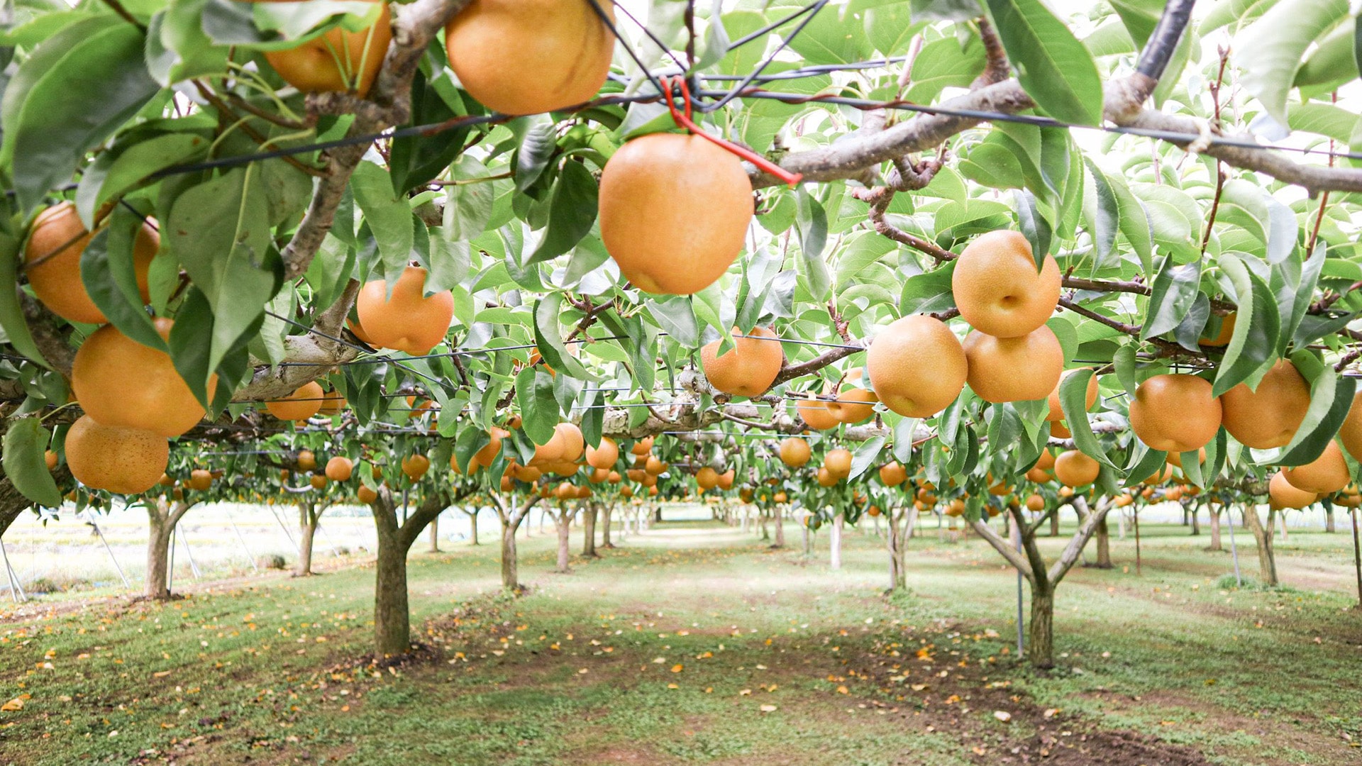 /w4/engeijin/ふくしま産日本なし