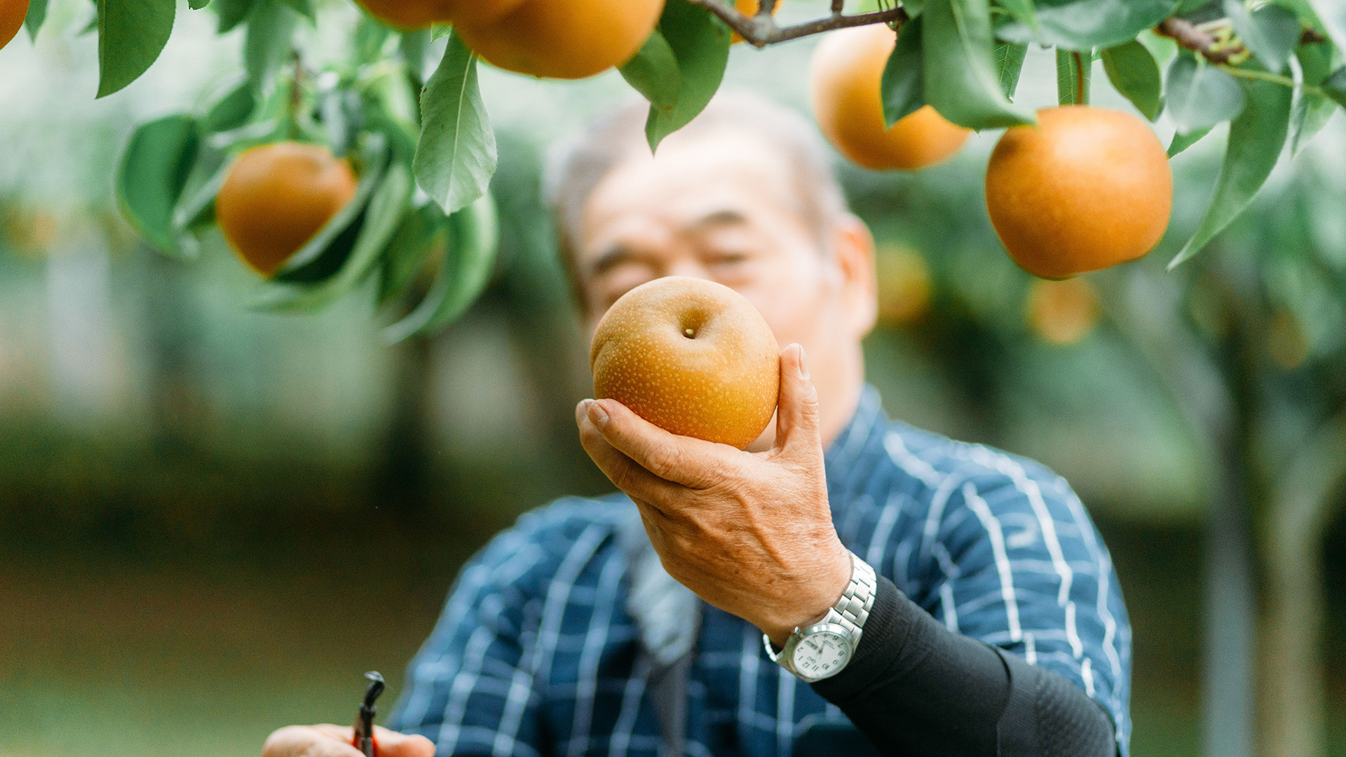 /w4/engeijin/ふくしま産日本なし