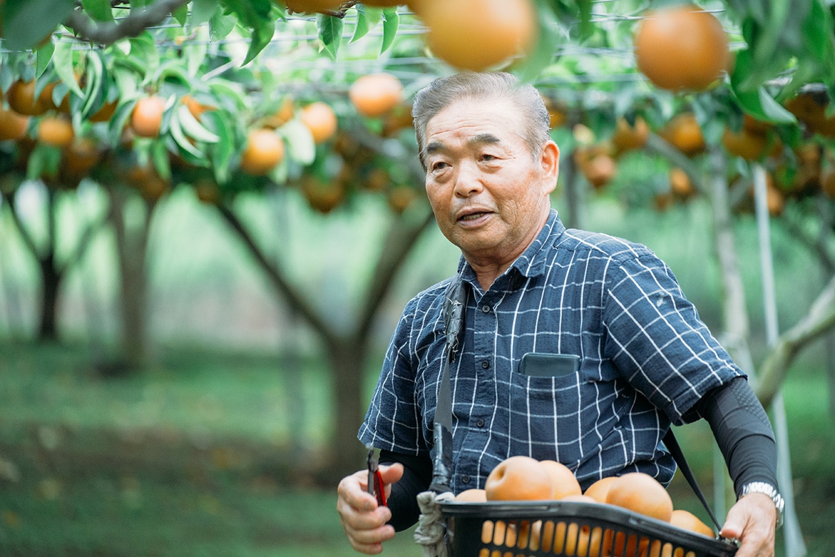 豊水の収穫と味