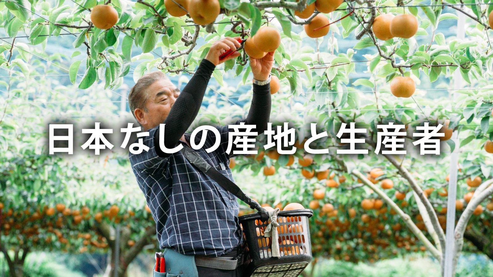 /w4/engeijin/ふくしま産日本なしの産地と生産者