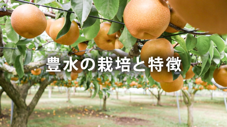 豊水の栽培と特徴