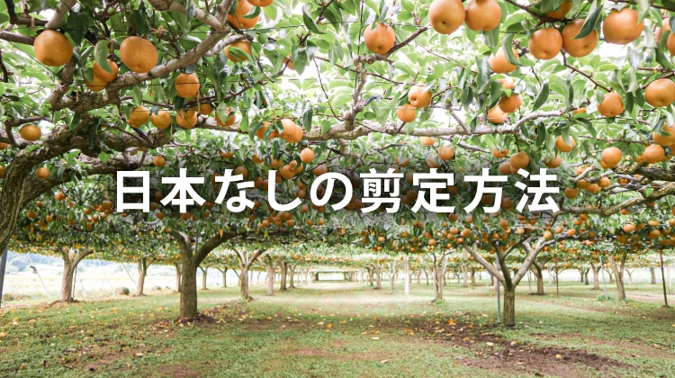 なしの剪定方法