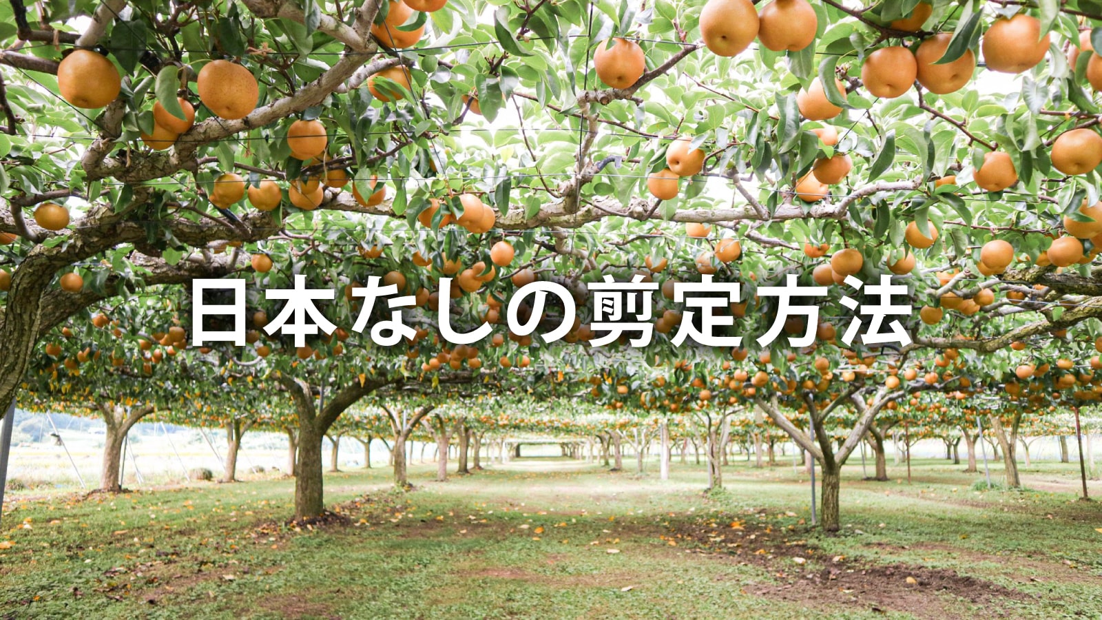 /w4/engeijin/ふくしま産日本なし【剪定編】