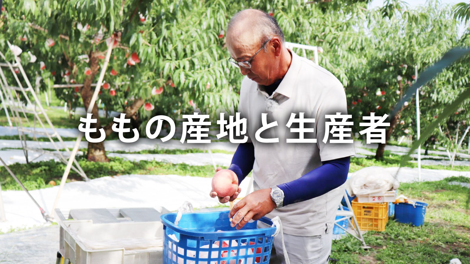 /w4/engeijin/ふくしま産ももの産地と生産者