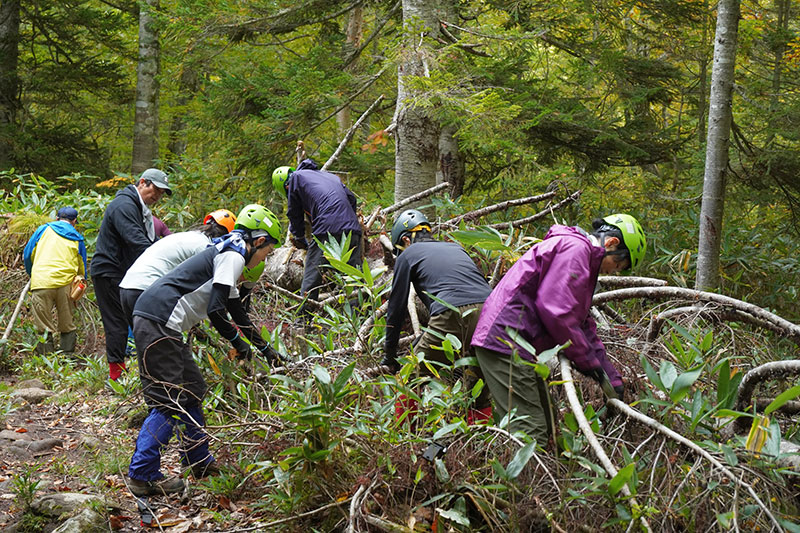 オオシラビソの倒木を切り出す
